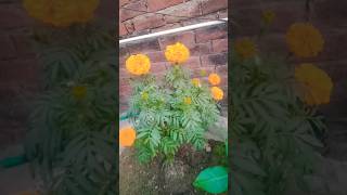 genda Ka phool kaise ugaaye [upl. by Samantha]