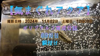 【気まぐれアクア】 ポリプテルス育成日誌 69日目 DJIOsmoPocket3 餌付け [upl. by Modeste]