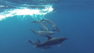 Swimming with a pod of Atlantic Spotted Dolphins [upl. by Nimzay970]