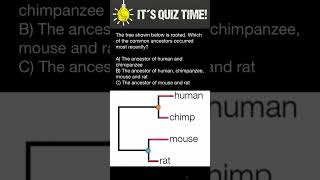 Which of the common ancestors occurred most recently [upl. by Ahtel]