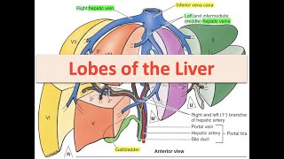 Lobes of the Liver [upl. by Lavena]