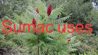 Sumac uses [upl. by Kenon]