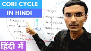 Cori Cycle in Hindi [upl. by Grosvenor252]