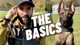 EASY OBEDIENCE TRAINING WITH MY BELGIAN MALINOIS PUPPY HEEL SIT DOWN STAY [upl. by Seafowl]