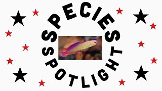 Species Spotlight The Purple FireFish [upl. by Justus]