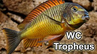 Tropheus Moorii Kazumba  Golden Kazumba  Wild Caught F0  Québec Cichlidés [upl. by Francesco13]