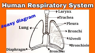 humanrespiratorysystem diagram stepbystep How to draw Humans Respiratory System in easy ways [upl. by Yremogtnom122]