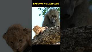 Why Do Baboons kill Lion Cubs facts shorts monkey [upl. by Ettenim735]