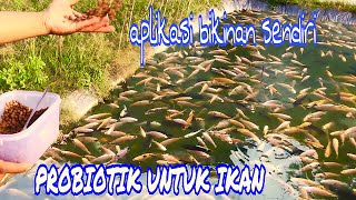 Cara aplikasi Probiotik ikan bikin sendiri pada kolam nila [upl. by Martsen416]