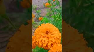 Marigold flower plant short videoviral videos trending flower plant marigold [upl. by Nigen]