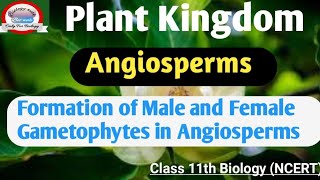 Angiosperms Plant2  Formation of Male amp Female Gametophytes in Angiosperms  biology [upl. by Laina]