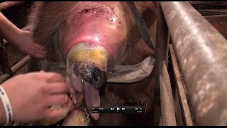 Abnormal Calving quotPulling a Very Large Calfquot [upl. by Czarra]