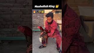 Minwali Aseel youtubeshorts aseelvlogs aseelmurga birds murga aseelroster petsvlog [upl. by Enrobyalc151]