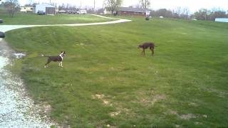 Bull terrier vs Doberman [upl. by Blakeley]