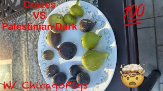 Crozes VS Palestinian Dark Figs Review with ChicagoFigs [upl. by Malca334]