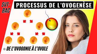 Ovogenèse chez la femme comment se forment les ovules [upl. by Carlina118]