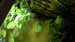 Rasbora espei breeding 2 [upl. by Raleigh]