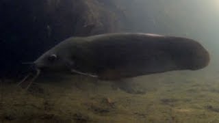 Native fish Black Catfish Neosilurus ater Finniss River NT [upl. by Lobiv]