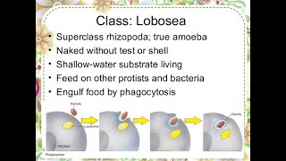 superclass Rhizopoda Class Lobosea Arcella and Diflugia [upl. by Anaes14]