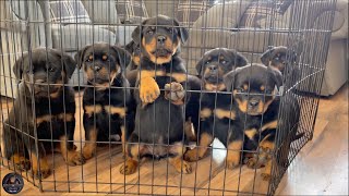 Raw Feeding Our 8 Weeks Old Feisty Rottweiler Puppies [upl. by Schlenger191]