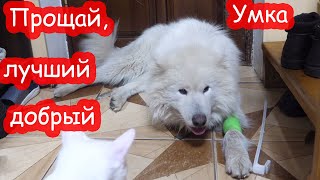 VLOG Умки больше нет [upl. by Bryna706]