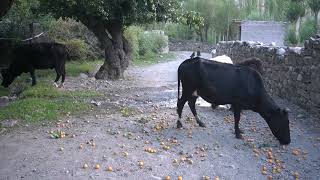 process of Collection of Apricots at mountain areasvillage lifestyle [upl. by Rihana]