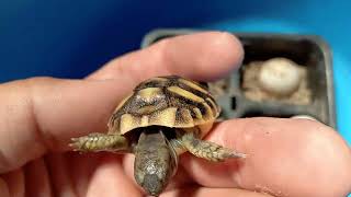 Il sottotetto come incubatrice per la schiusa delle uova di tartarughe🐣🐢🐢🐢 [upl. by Runkle377]