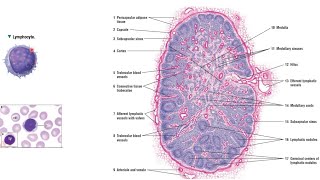 HISTOLOGY Lymphoid Tissue  Lymph Node  ANATOMY [upl. by Philpot]