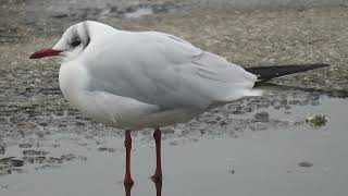 Blackheaded Gull Croicocephalus ridibundus Brouwersdam ZL the Netherlands 30 Nov 2024 11 [upl. by Leimaj]