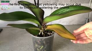 Yellowing On Orchid Leaves Dont Miss This Video Solutions to Fungus Diseases [upl. by Atsirk]