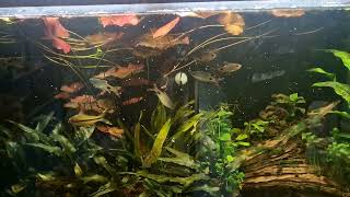 fifth week feeding mysis and brine shrimp [upl. by Eelirrem]