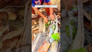 Man Find a Nest Of Parrots 🦜 in Forest bird shorts facts viralvideo trending parrot [upl. by Arraes749]