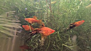 Breeding Sanke Seven Sword Swordtail Fish aquariumfish [upl. by Cornish]