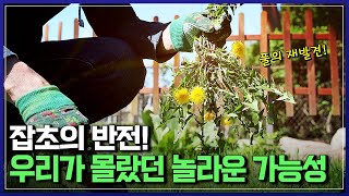 잡초의 반전 우리가 몰랐던 놀라운 가능성  다큐S프라임 반복재생YTN 사이언스 [upl. by Aisena689]