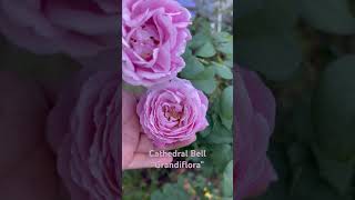 CathedralBells Grandiflora rose It’s known for its stunning pink blooms robust growth love [upl. by Celestina]