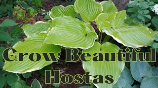 The Secret of Growing The BEST HOSTAS Tips amp Tricks🍃🌿 Growing Gorgeous HOSTA PLANTS [upl. by Meares]