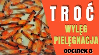 TROĆ odc 8 WYLĘG i PIELĘGNACJA Ratuj Ryby  PZW ZO Słupsk [upl. by Marlyn]