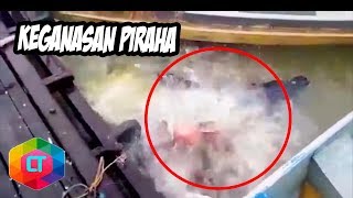 6 Momen Keganasan Ikan Piranha [upl. by Neetsirk]