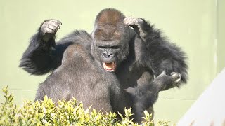 Huge Silverback Gorilla Shows Off His Strength  Gorillas Screaming  The Shabani Group [upl. by Hatch]