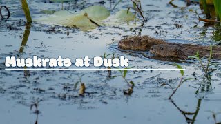 Muskrats in Motion at Dusk  Great Meadows National Park [upl. by Nat472]