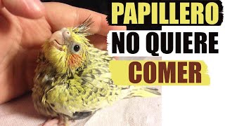 Mi periquito papillero no quiere comer [upl. by Lertsek]