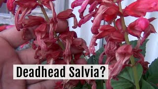 How to Deadhead or Prune Salvia the Right Way [upl. by Nirtak]