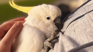 Neglected cockatoo melts when he meets a loving family [upl. by Lokkin466]