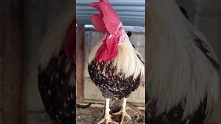 Adorable Rooster Crowing Loudly  Amazing Rooster Crowing Sound 🐓 shorts [upl. by Akerdal]