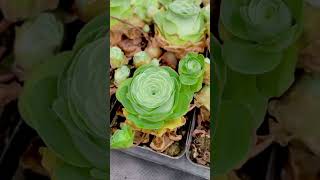 Sen đá greenovia sen đá ngủ hè 🥰 senda succulents cactus xươngrồng senđá sondagarden plant [upl. by Bernete]