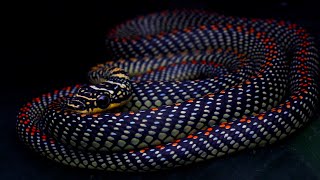 Paradise Flying Snake Singapore Snakes [upl. by Hoeve]