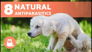 8 NATURAL DEWORMERS for DOGS 🐶✅  Do They Work [upl. by Oatis763]