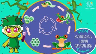 Life Cycles  KS1 Science  STEM and Beyond [upl. by Itsud]