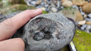 Finding rare ammonites in Ravenscar [upl. by Patman]