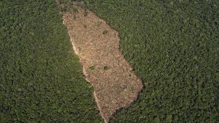 Tropischer Regenwald schrumpft im Jahr 2022 um die Größe der Schweiz [upl. by Corrinne333]